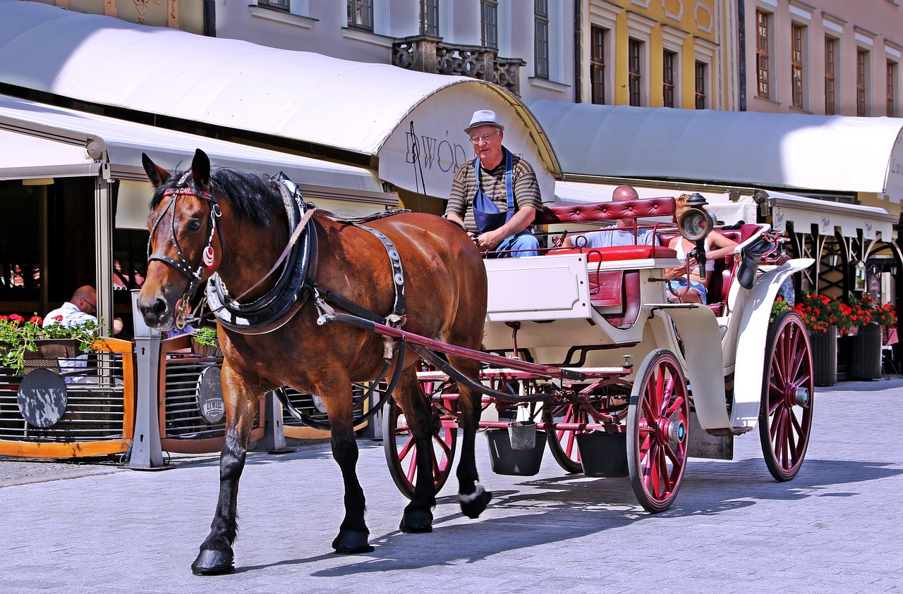 carriage horse tourists free photo