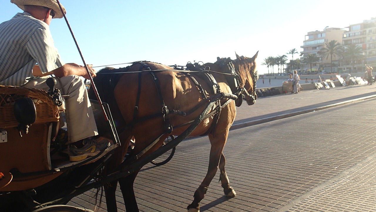 carriage horse trip free photo