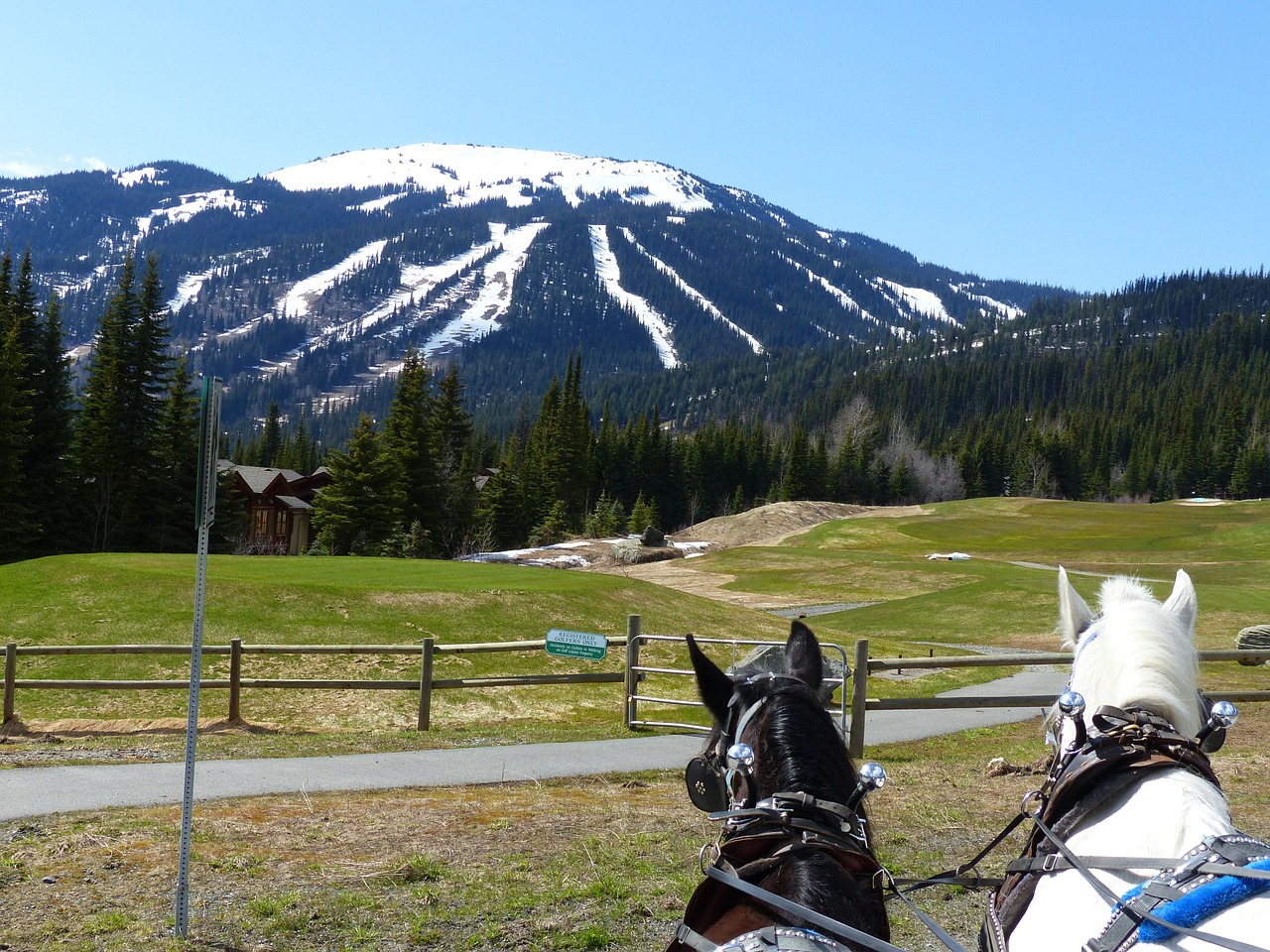 carriage horses sun peaks ski resort free photo