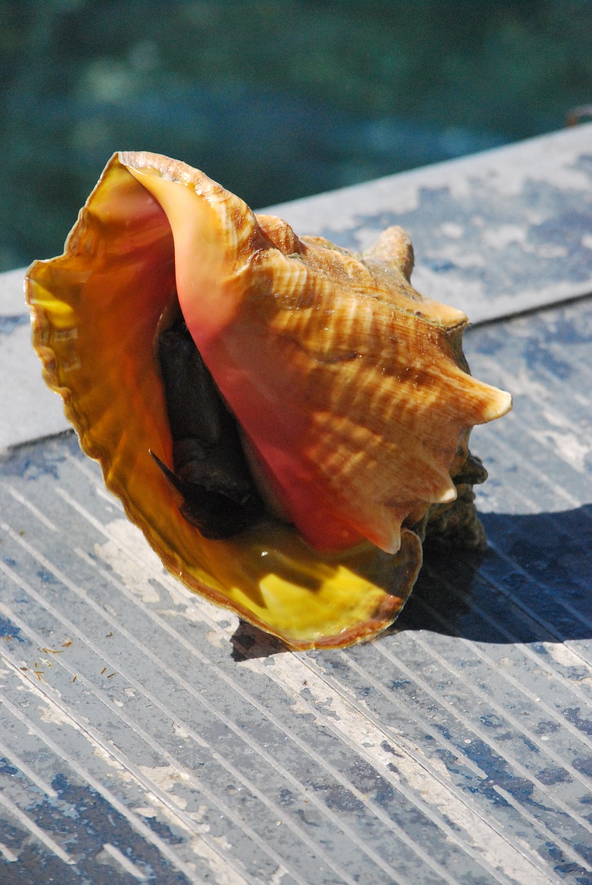 seashell carribean conch free photo