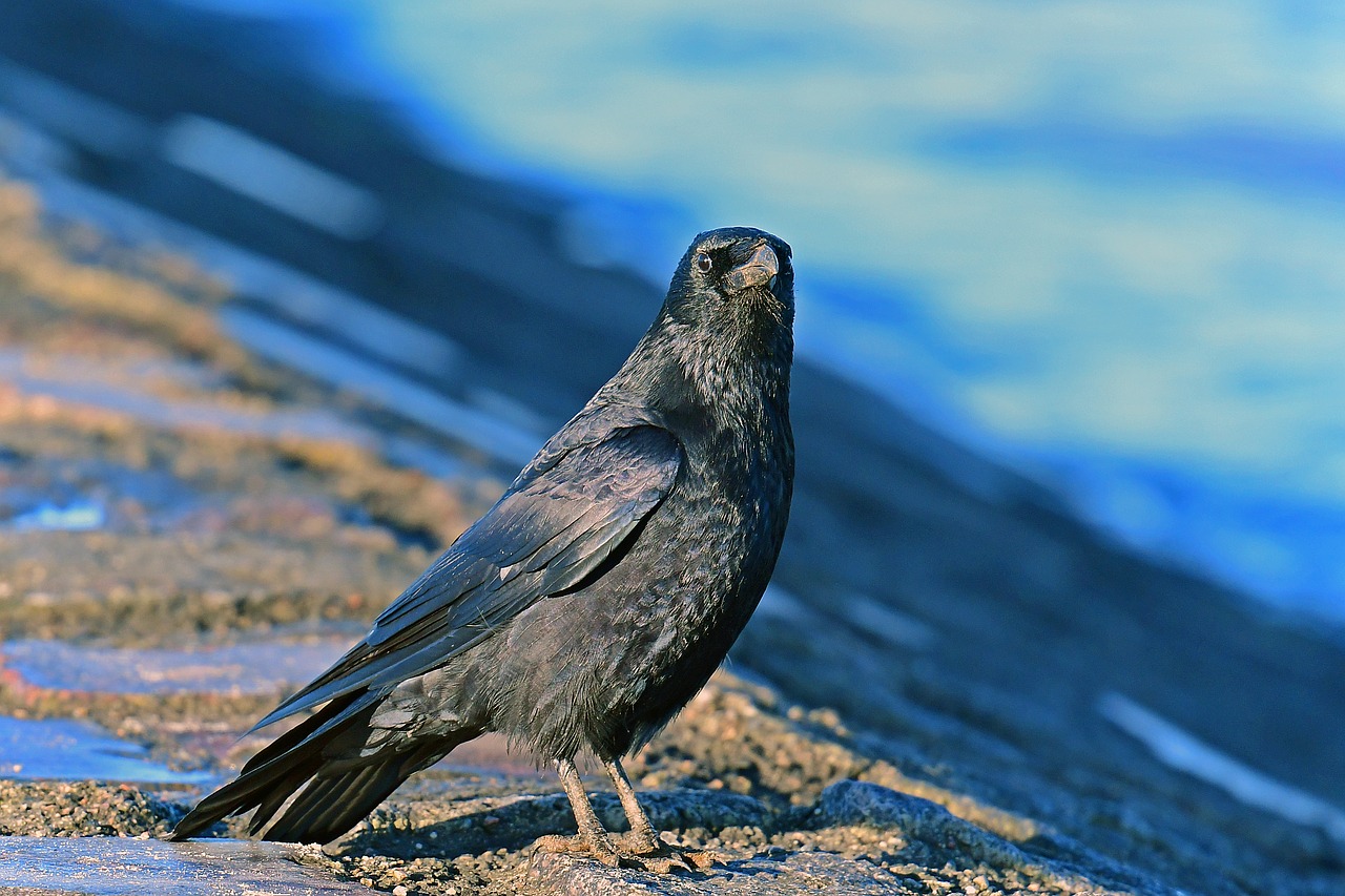 carrion crow birds corvidae free photo