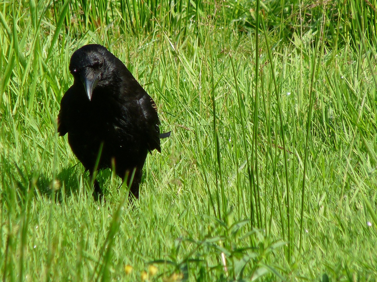 carrion crow bird nature free photo