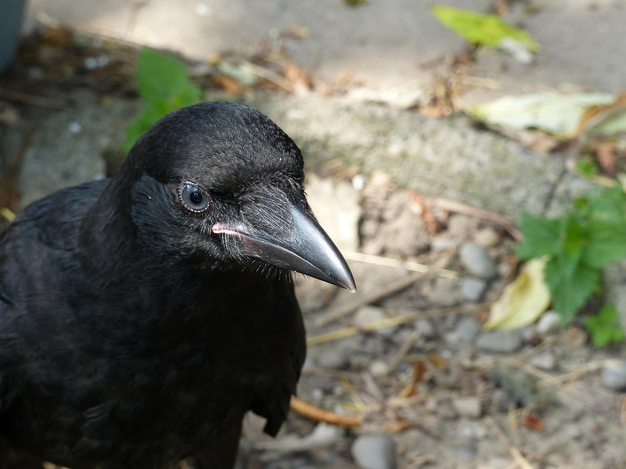 carrion crow young bird blue eye free photo