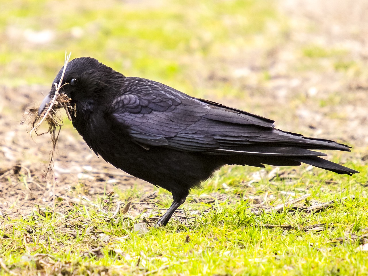carrion crow crow bird free photo