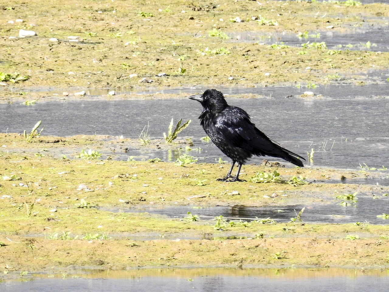 carrion crow crow bird free photo