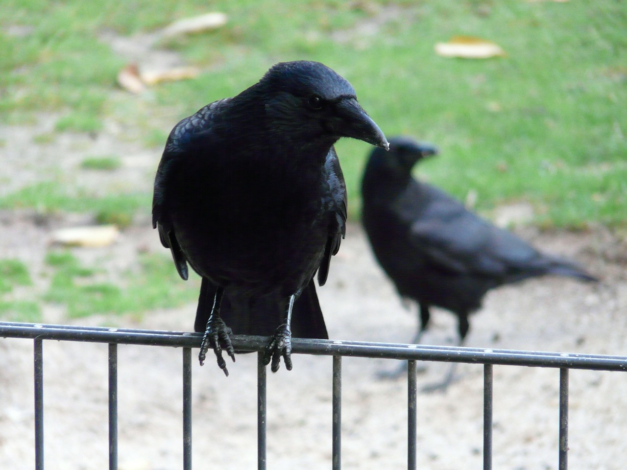 carrion crow corvus corone crow free photo