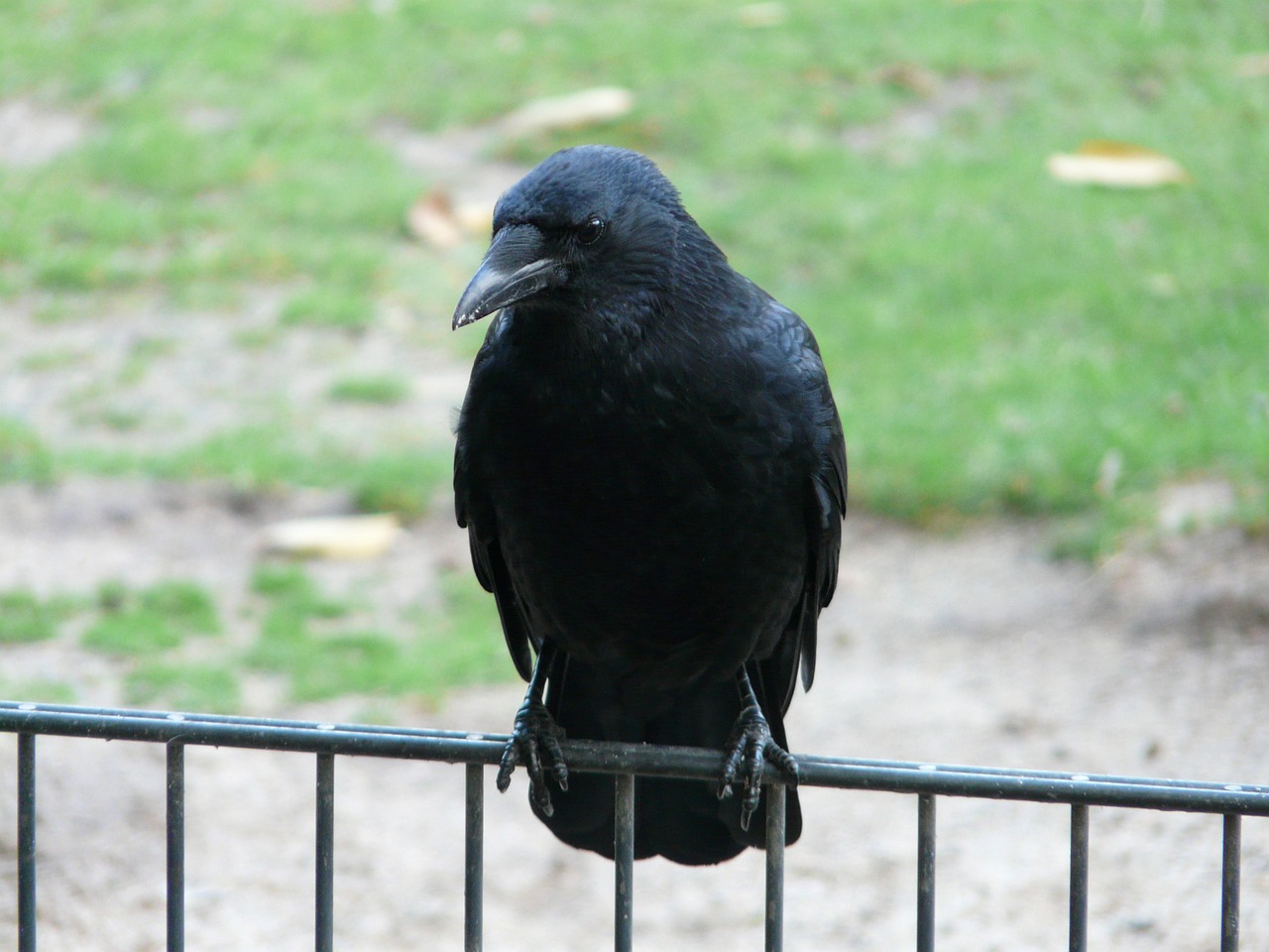 carrion crow corvus corone crow free photo