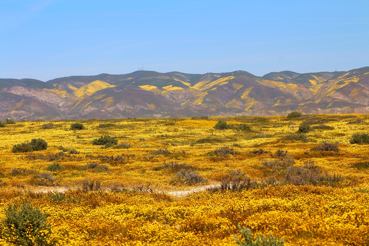 carrizo plain superbloom spring free photo