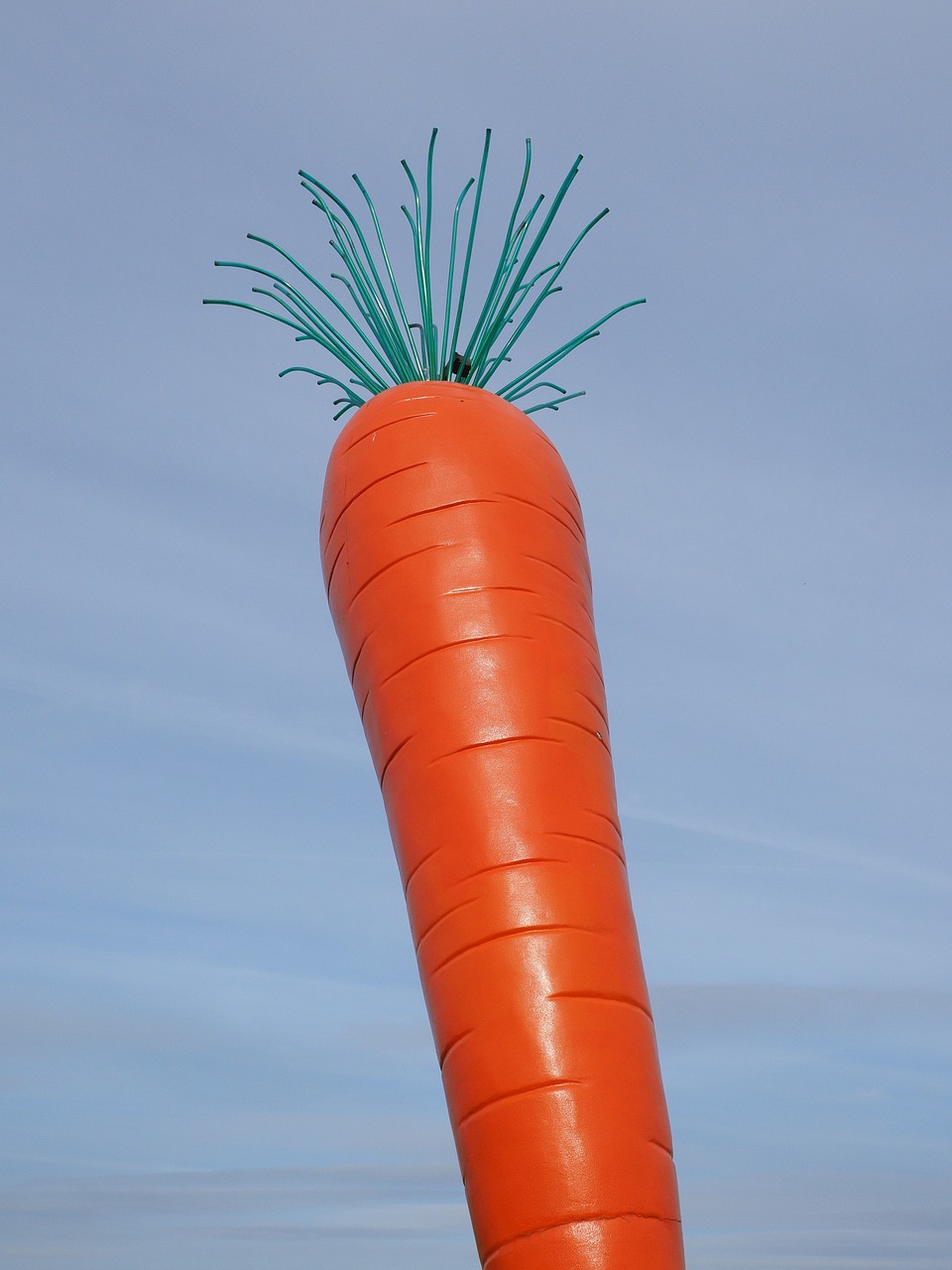 carrot red le roi carotte free photo