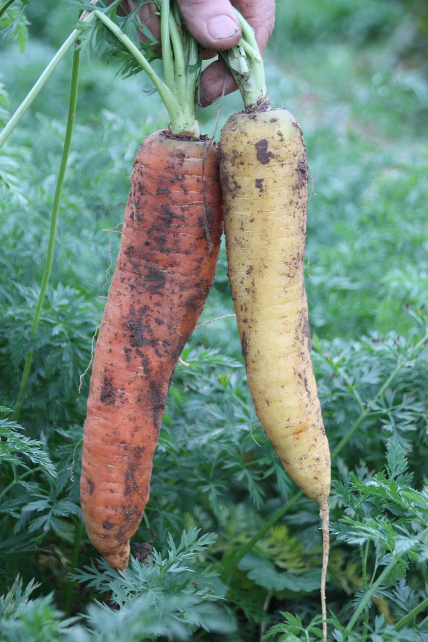 carrot vegetable harvest bio free photo