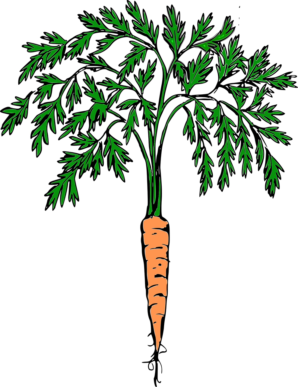 carrot orange carrot vegetables free photo