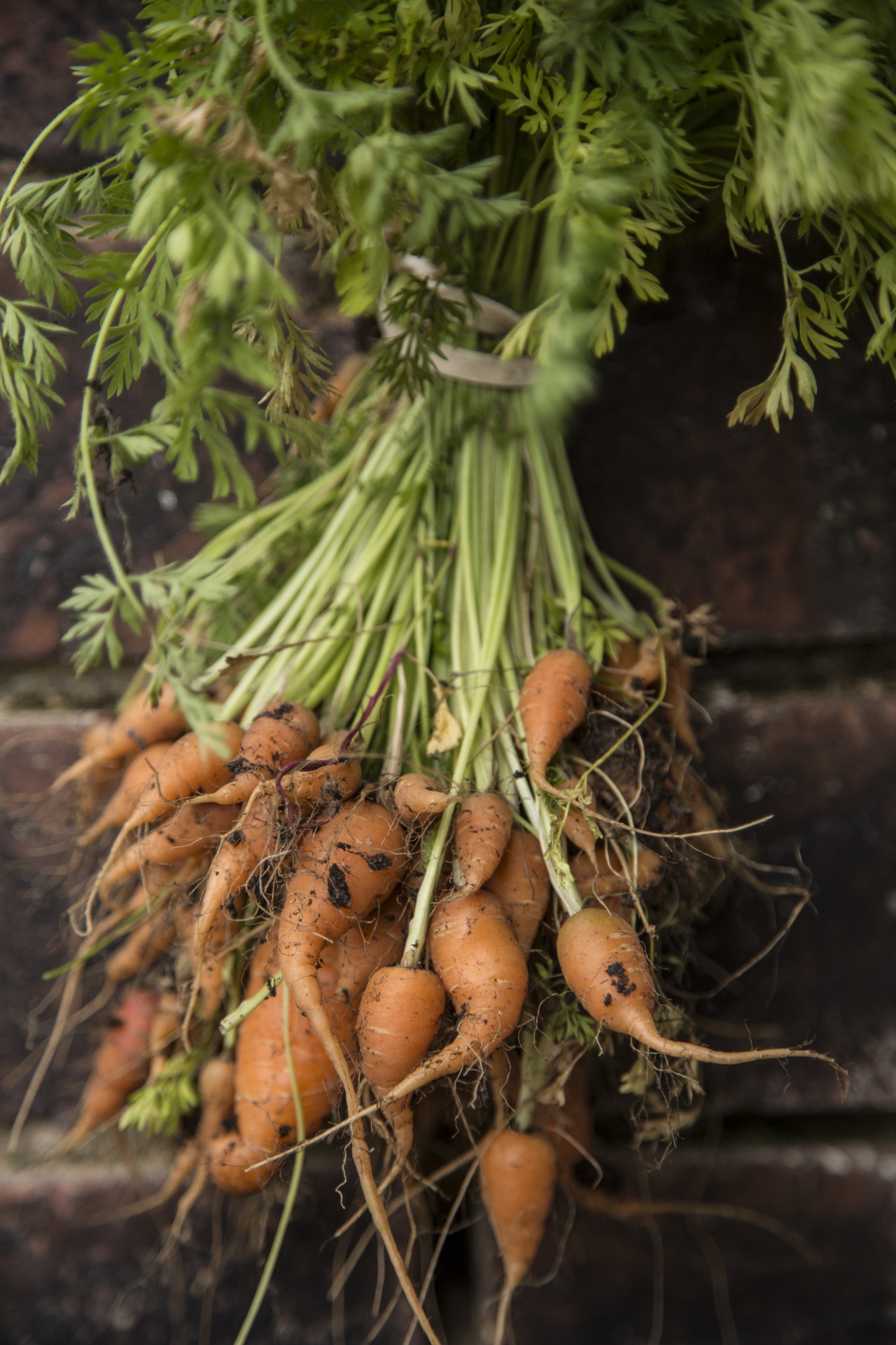 garden grow vegetable free photo