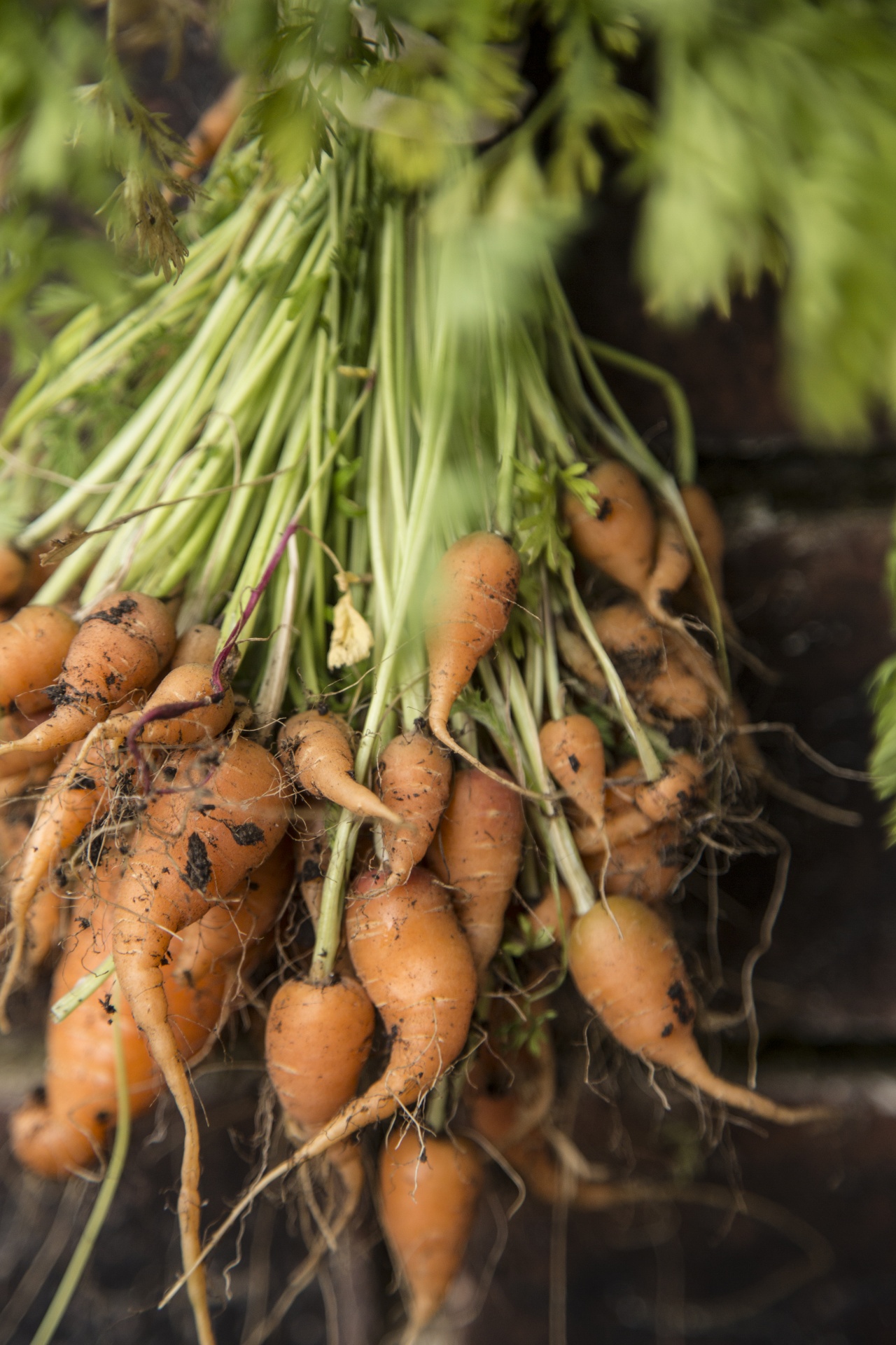 garden grow vegetable free photo