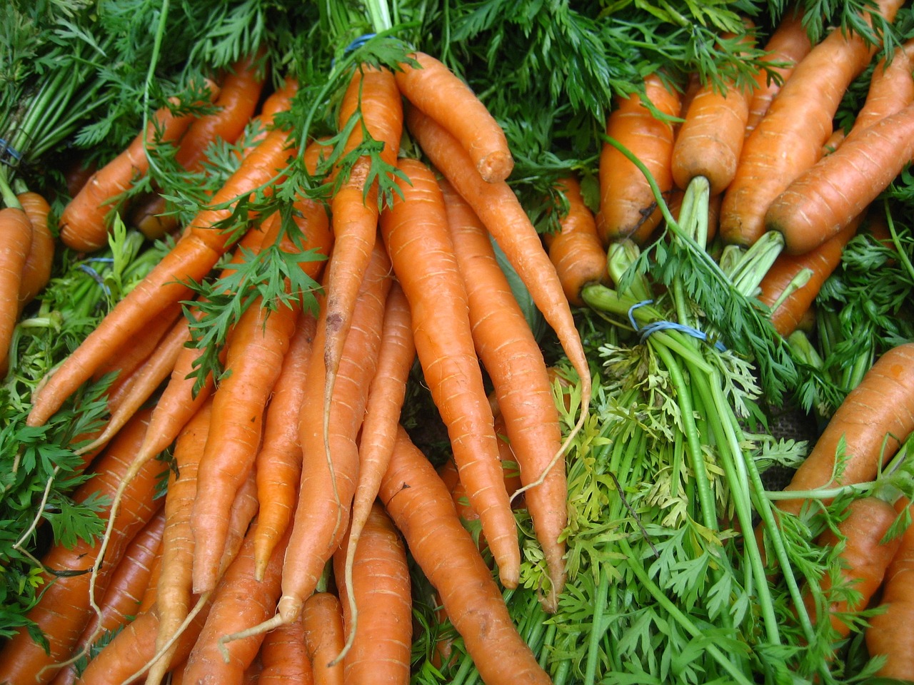 carrot vegetable organic free photo