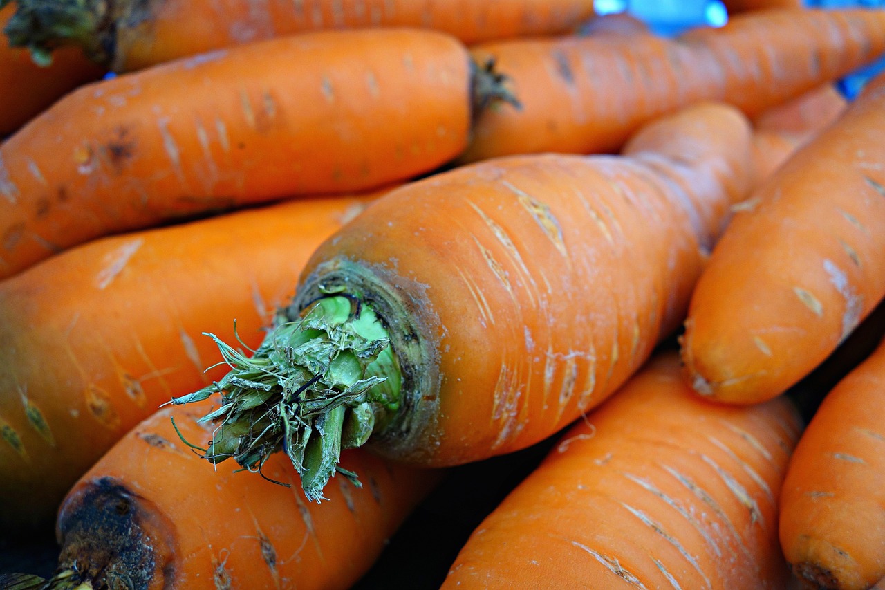 carrot vegetable daucus carota free photo