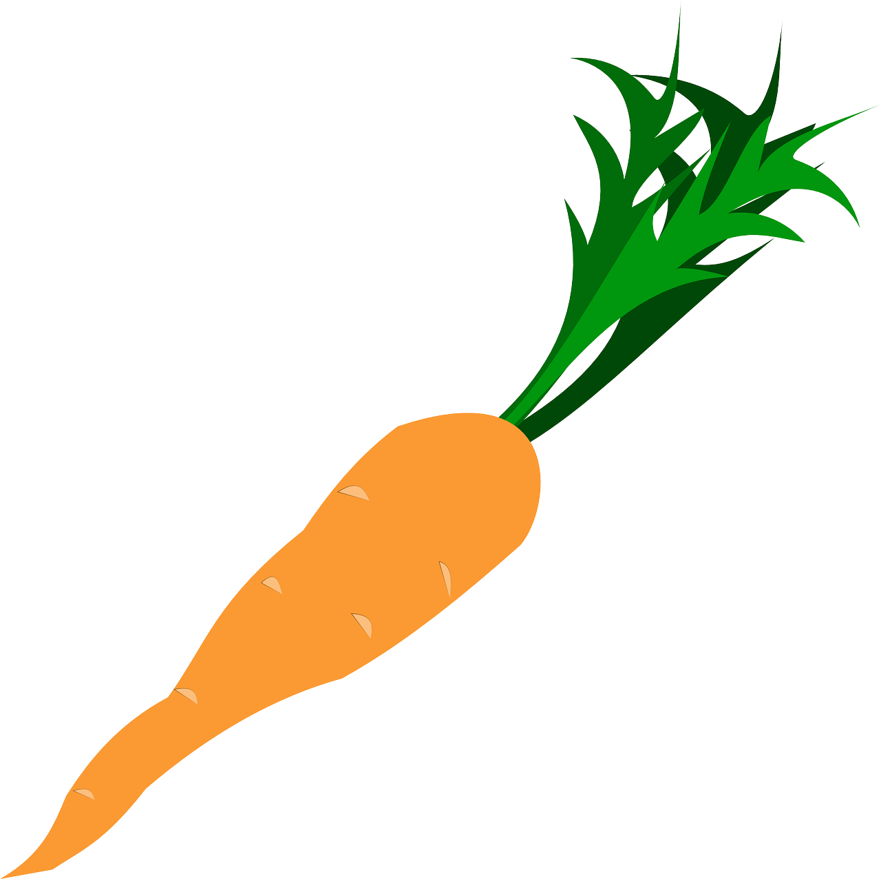 carrot root vegetable free photo