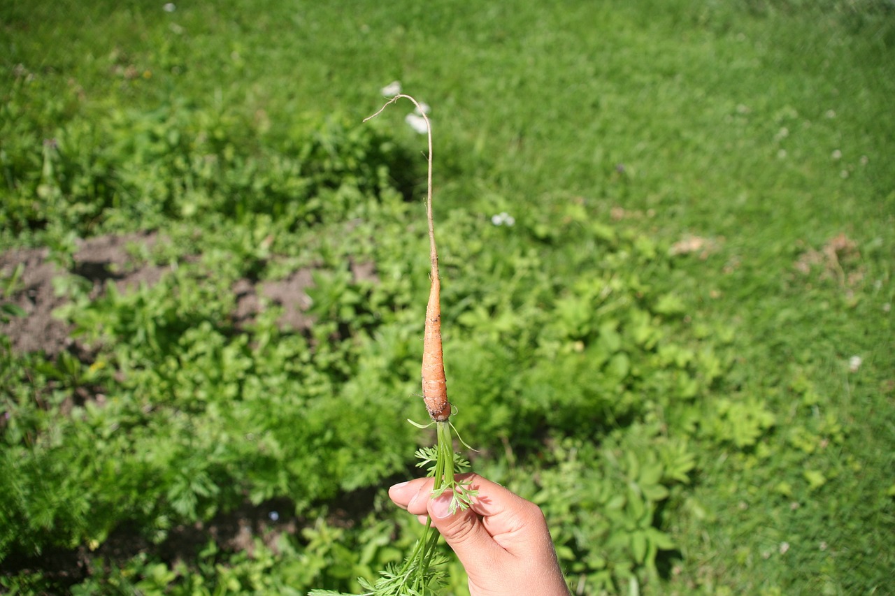 carrot root vegetable free photo