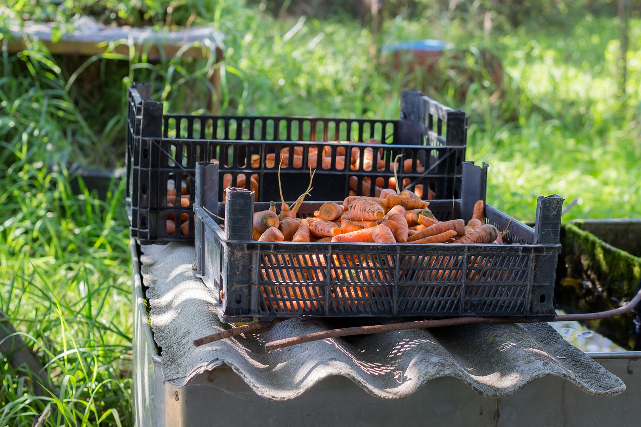 carrot village economy free photo