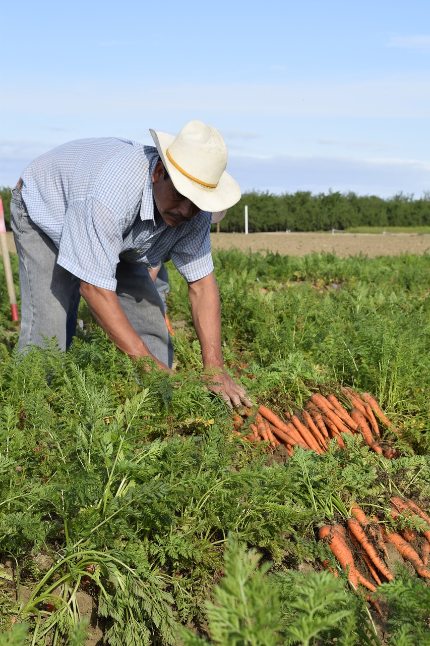 carrot grower carrot grower free photo