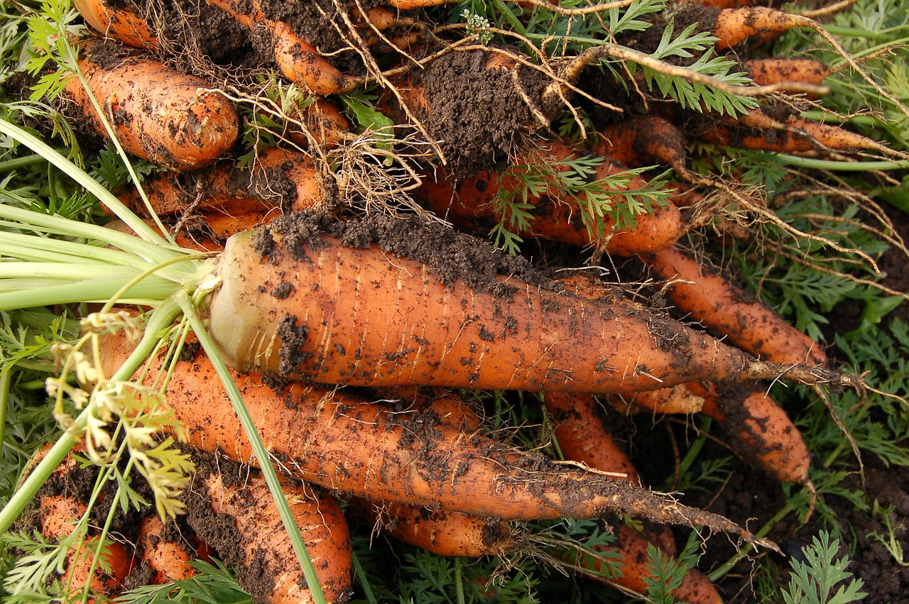 carrot vegetable garden plant free photo