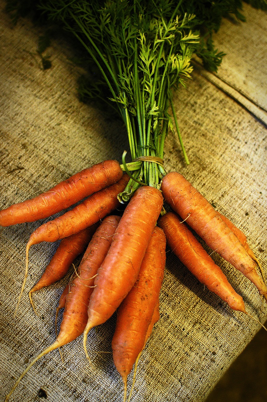 carrot food farm free photo