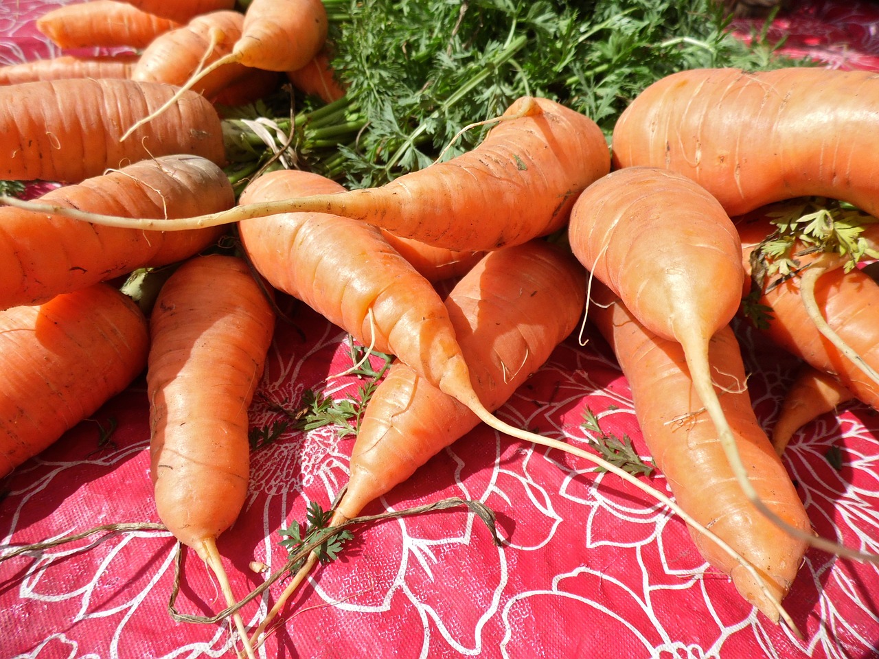 carrots vegetable vegetables free photo
