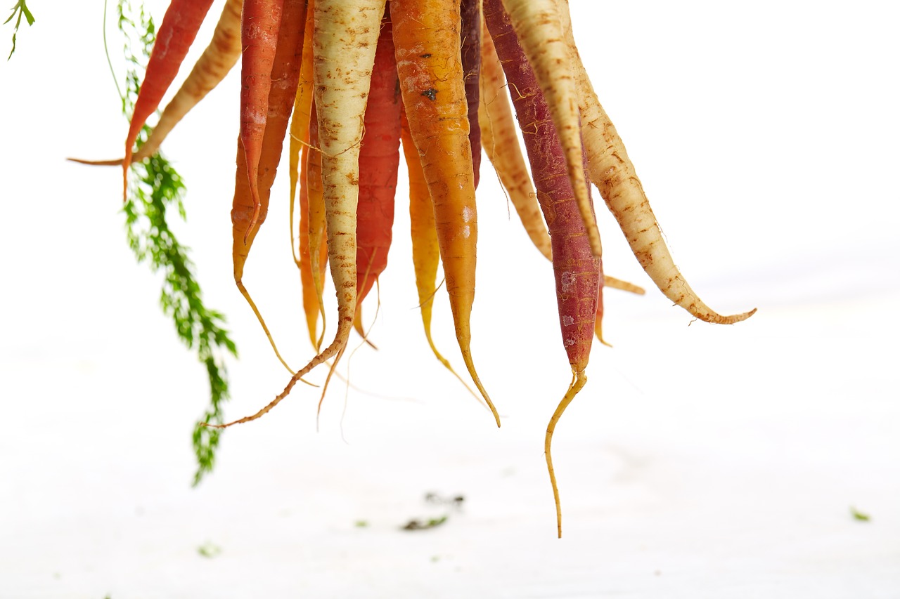 carrots hanging vegetable free photo