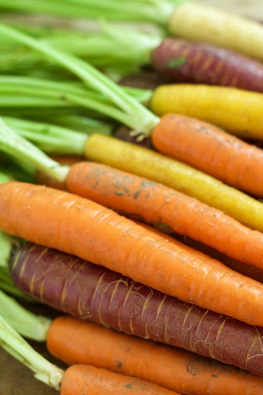 carrots orange vegetable free photo