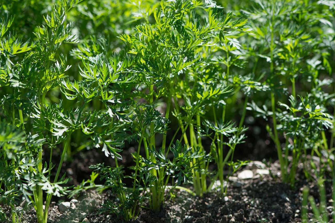 carrots carrot plant garden free photo