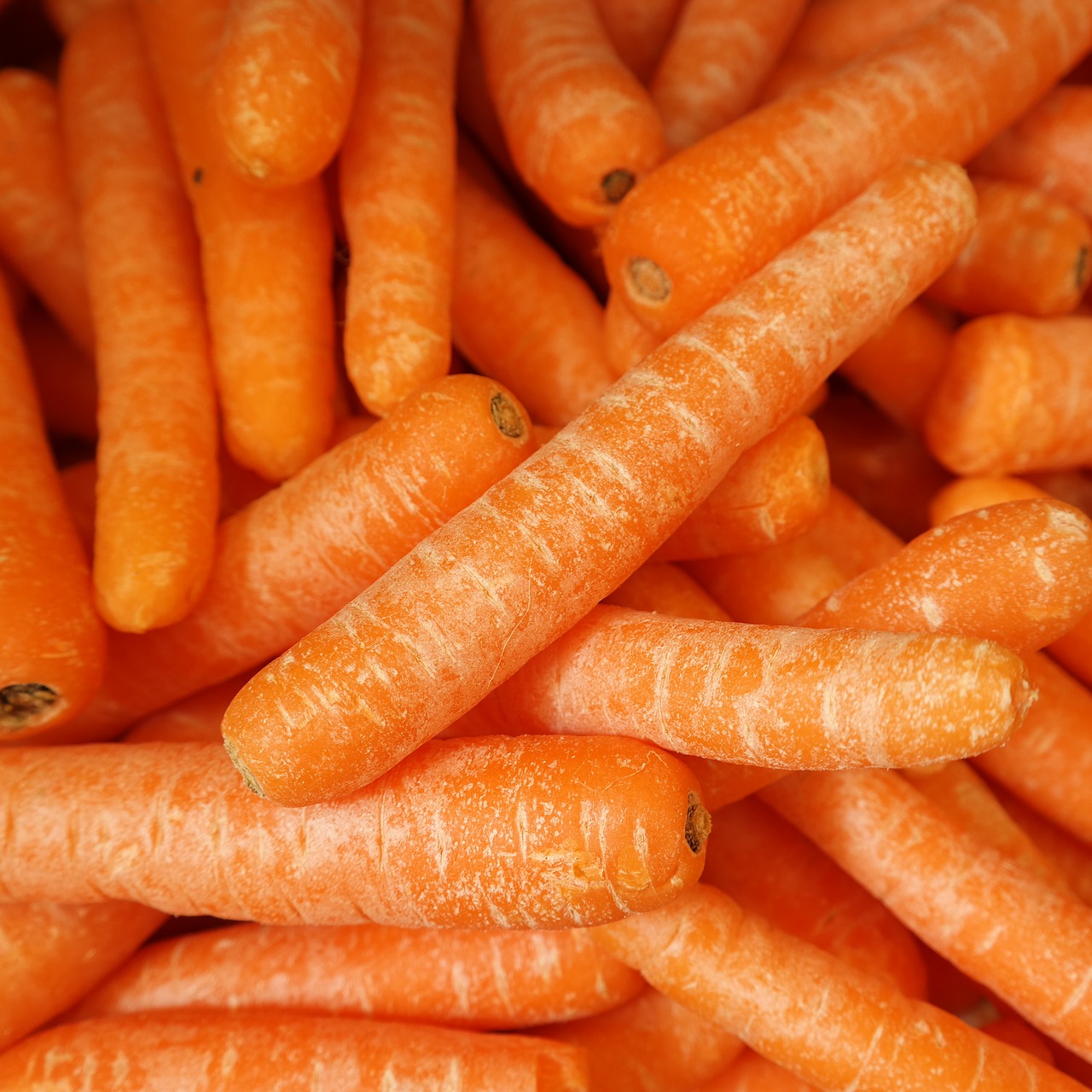 carrots fresh vegetable free photo