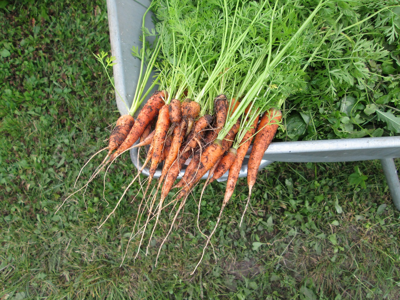 carrots vegetables plants free photo