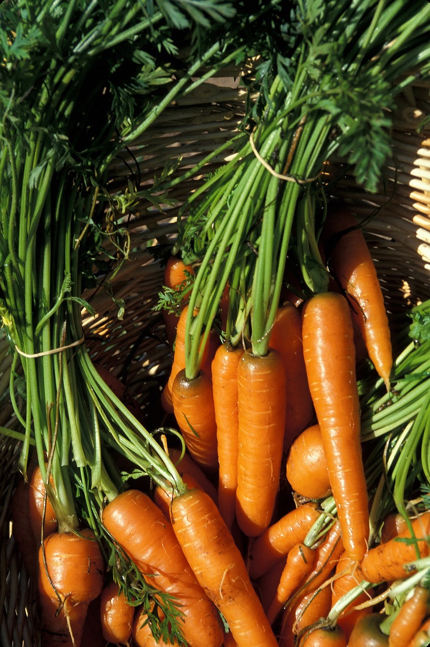 carrots fresh food free photo