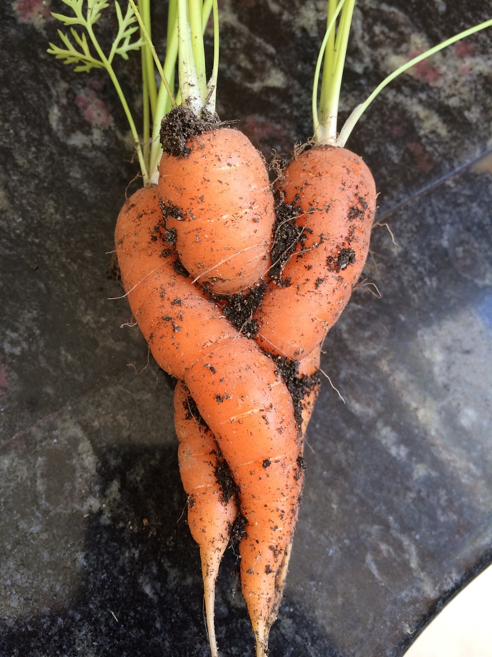 carrots hug hugging free photo