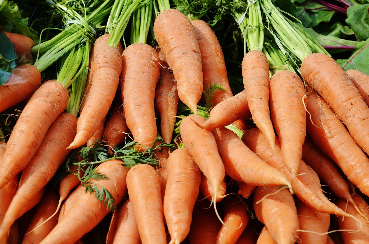 carrots vegetables harvest free photo