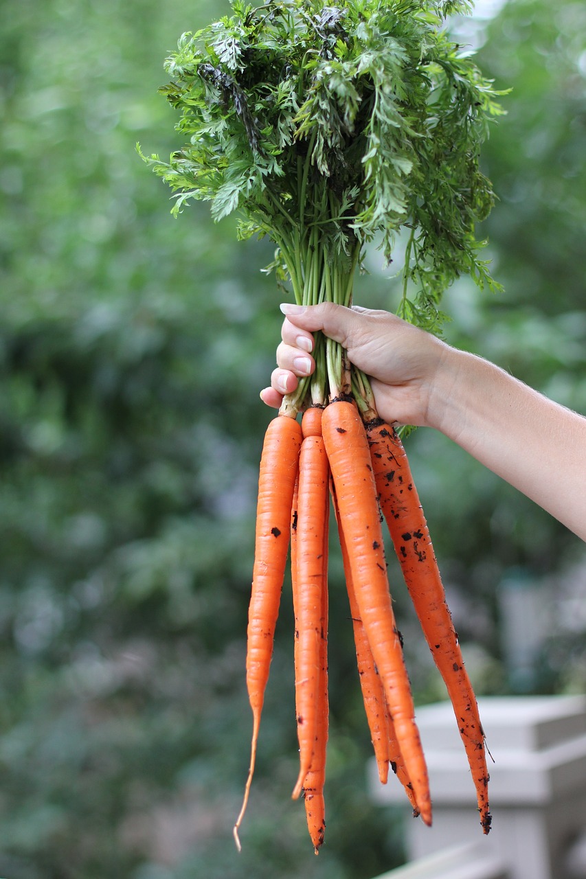 carrots  root vegetables  fresh free photo