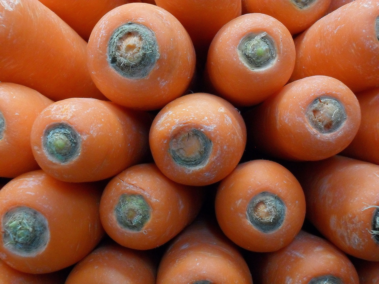 carrots vegetable fresh free photo