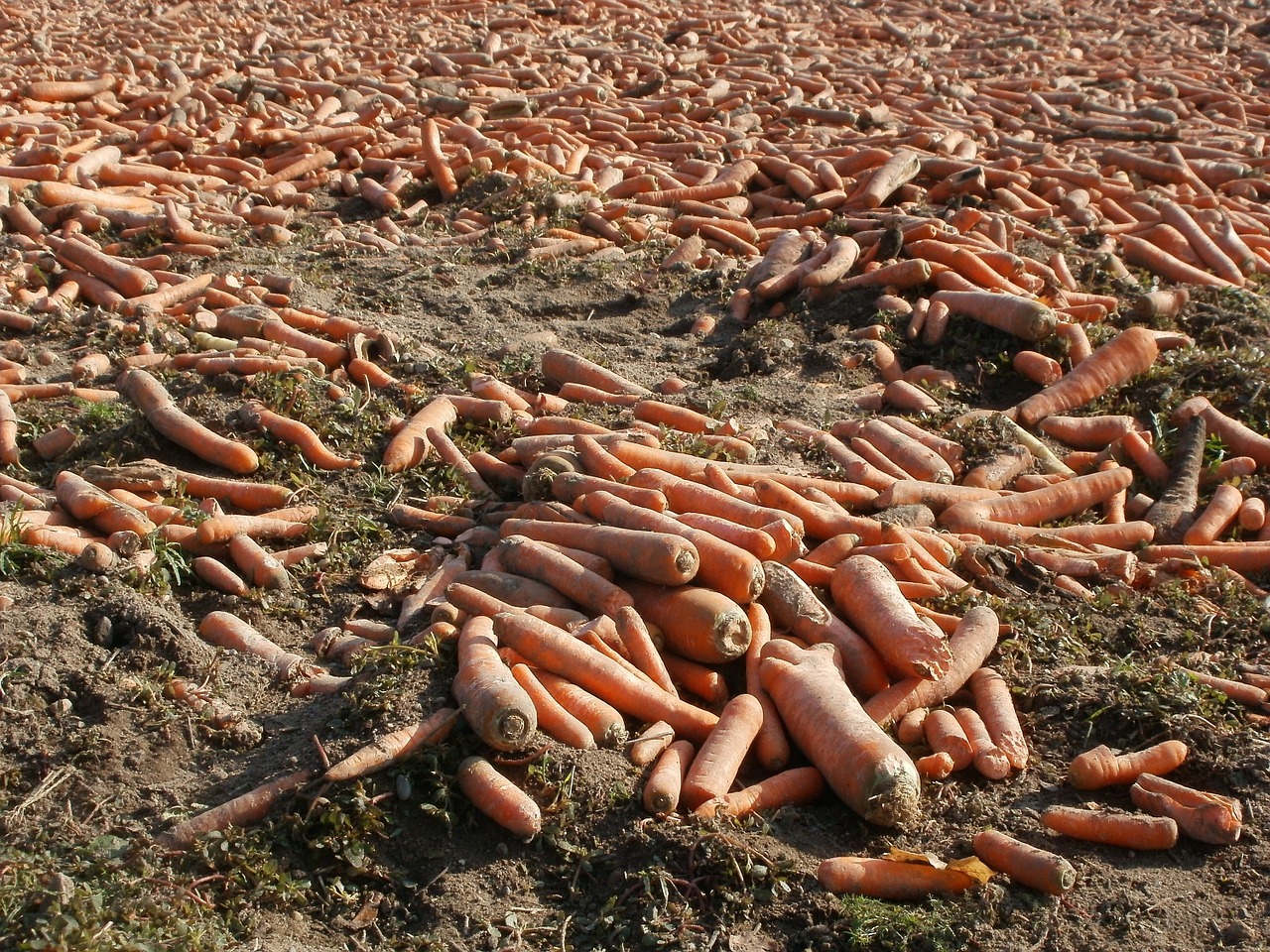 carrots field harvested free photo