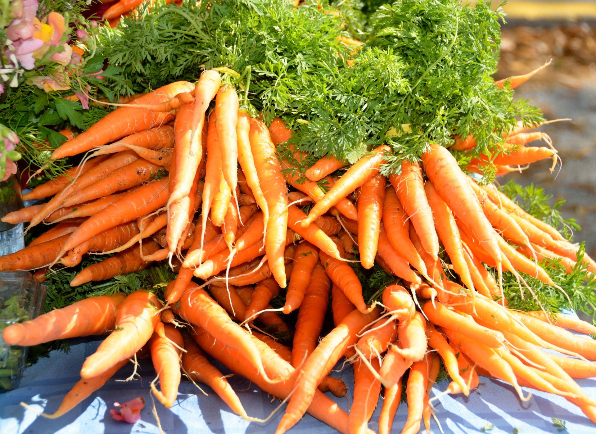 carrots vegetable orange free photo