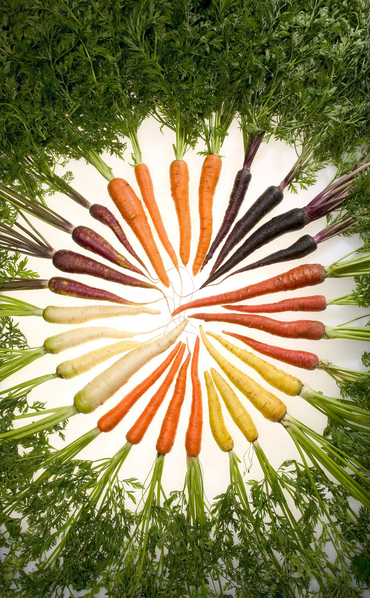 carrots colorful fresh free photo