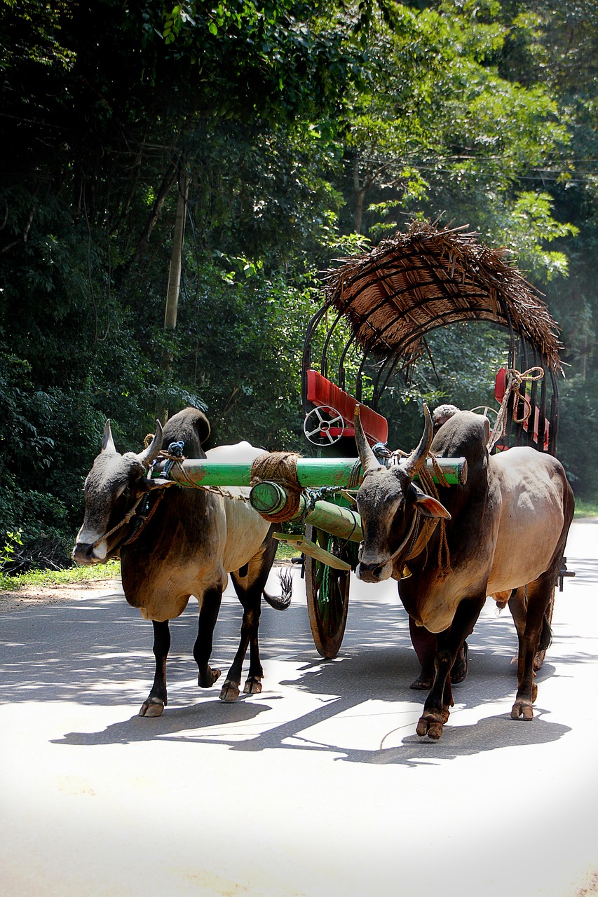 cart oxcart ox free photo