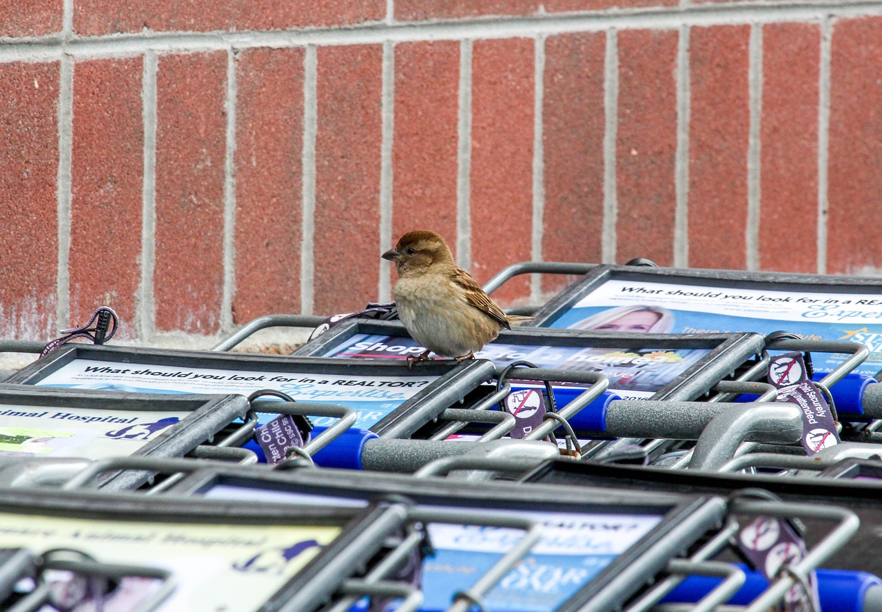 cart sparrow bird free photo