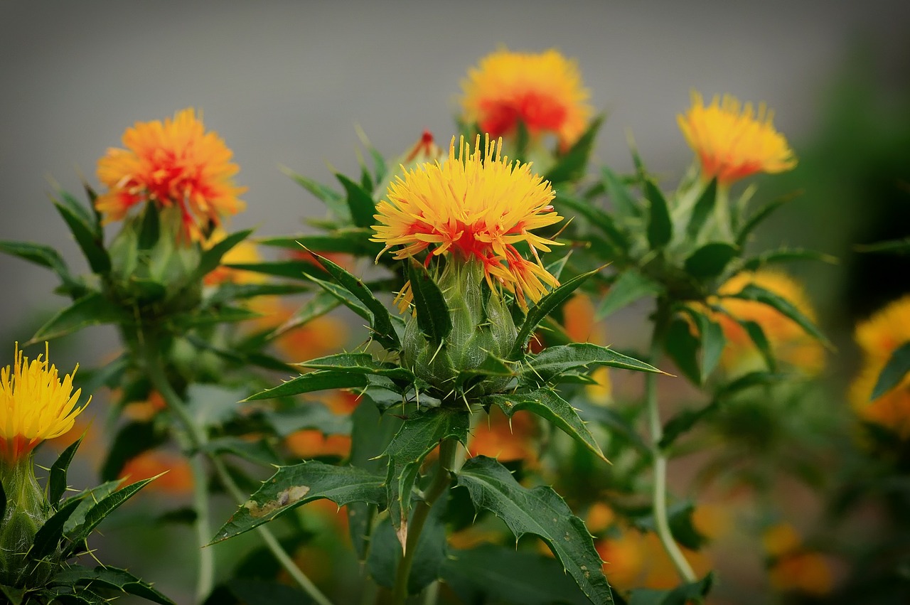 carthamus tinctorius weeds flowers free photo