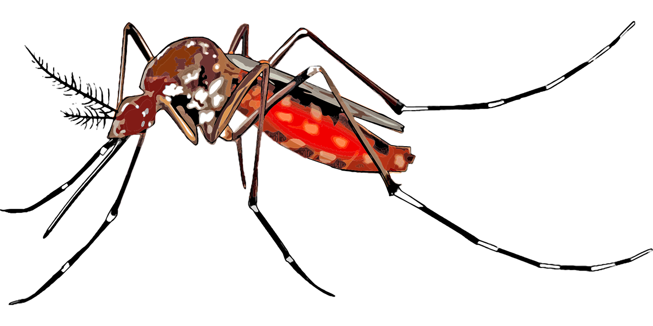 cartoon mosquito spreading free photo