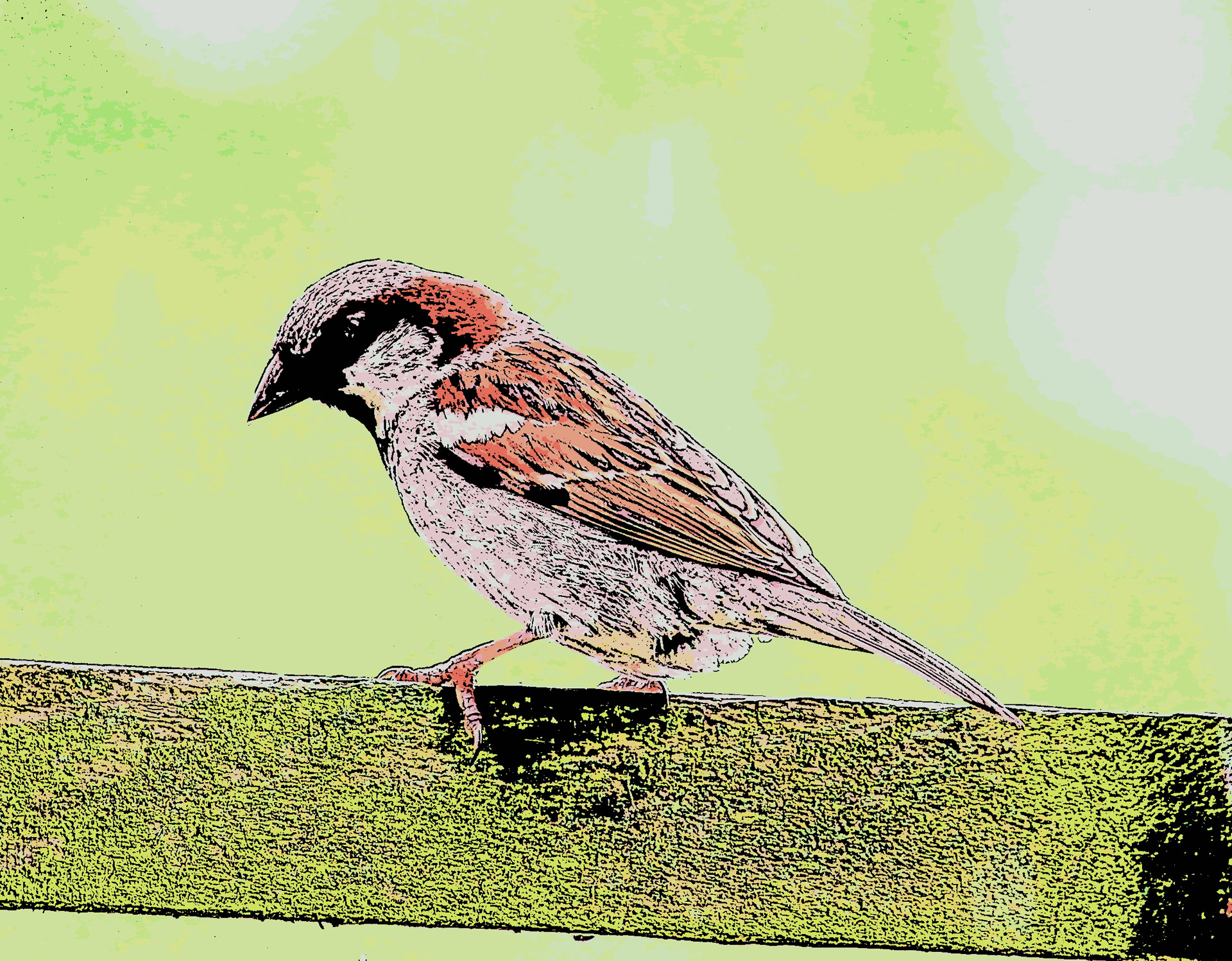 cartoon sparrow birds free photo