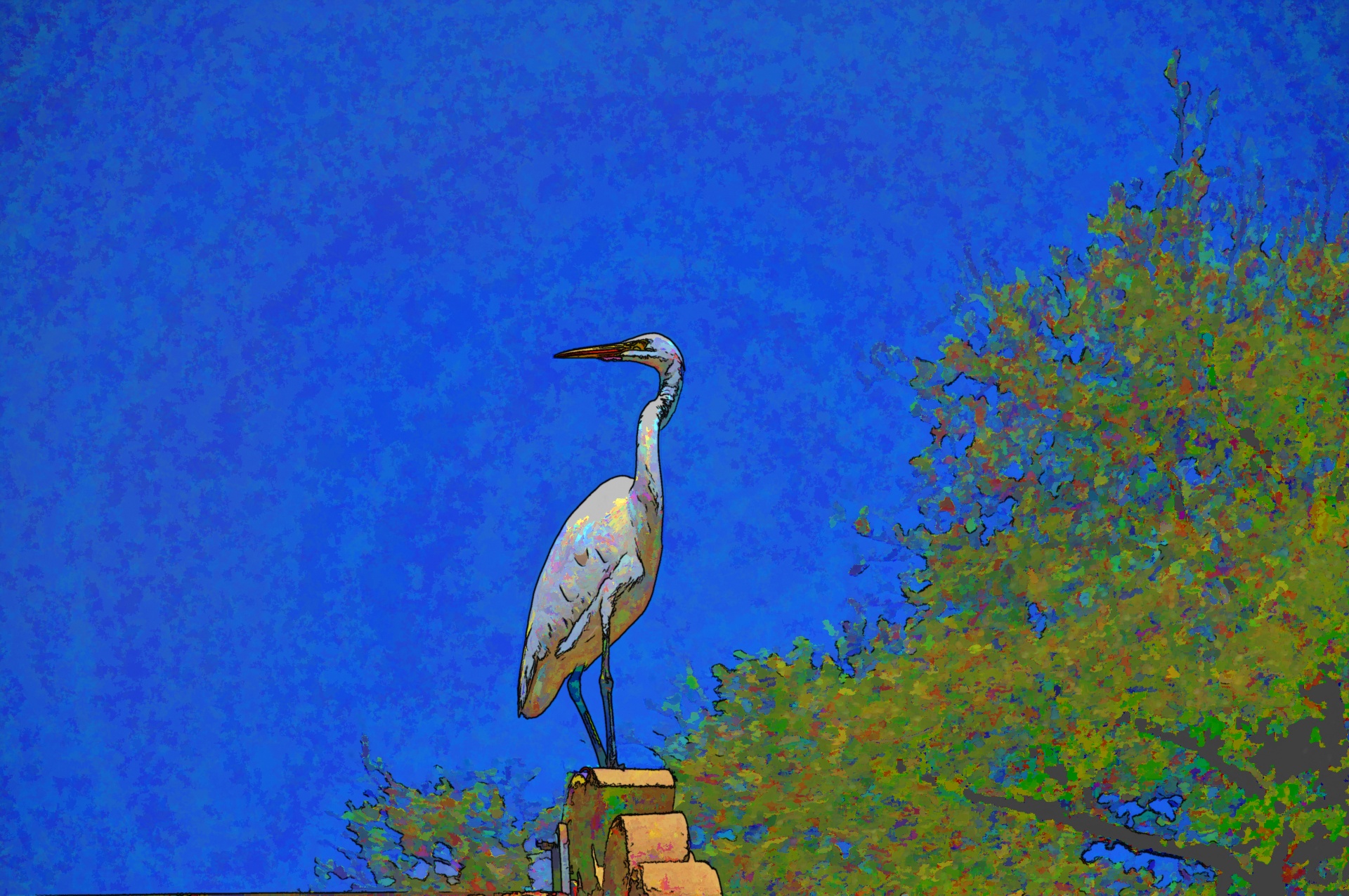egret egrets white free photo