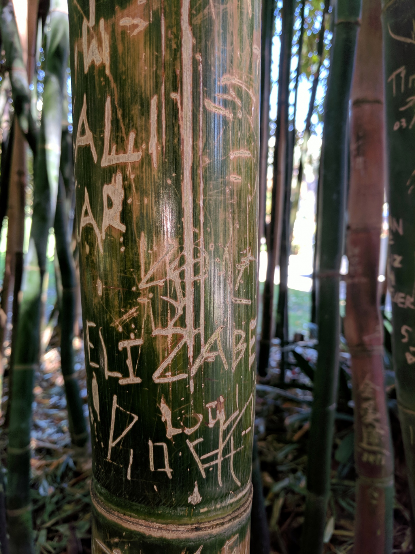 bamboo bamboo plants stalk free photo