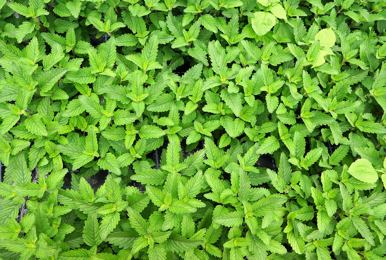 caryopteris pagoda green organic free photo