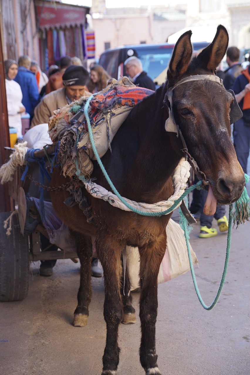 casablanca donkey morocco free photo