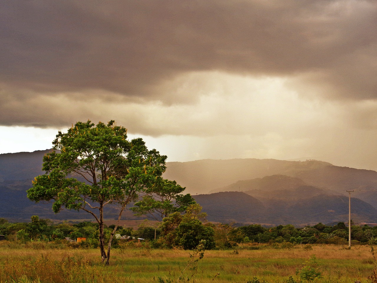 casanare sunset tree free photo