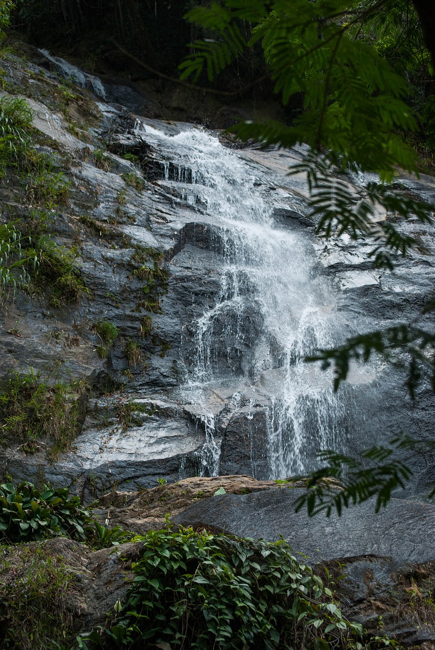 cascade forest tijuca free photo